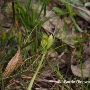 Hymenochilus bicolor (ACT) = Pterostylis bicolor (NSW) at Kambah, ACT - suppressed