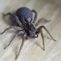 Lycosidae (family) at Murrumbateman, NSW - 22 Sep 2016