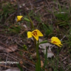 Diuris chryseopsis (Golden Moth) at Mount Taylor - 20 Sep 2016 by BarrieR