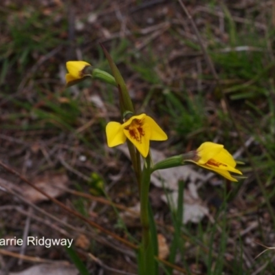 Diuris chryseopsis (Golden Moth) at Mount Taylor - 20 Sep 2016 by BarrieR