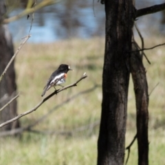 Petroica boodang (Scarlet Robin) at Mulligans Flat - 23 Sep 2016 by CedricBear