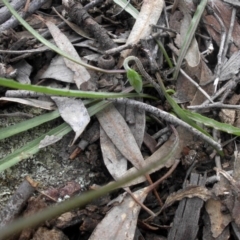 Microseris walteri at Majura, ACT - 23 Sep 2016 09:15 AM