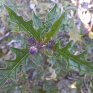 Solanum cinereum at Majura, ACT - 23 Sep 2016 09:31 AM