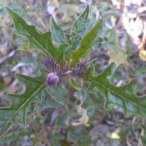 Solanum cinereum at Majura, ACT - 23 Sep 2016
