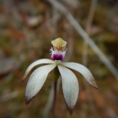 Caladenia ustulata (Brown Caps) at Aranda, ACT - 23 Sep 2016 by CathB