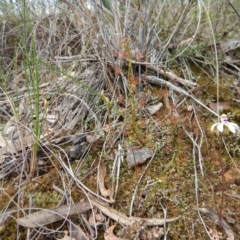 Caladenia ustulata at Aranda, ACT - 23 Sep 2016