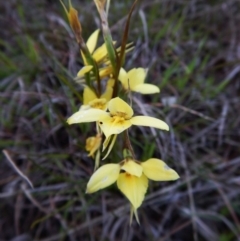 Diuris chryseopsis (Golden Moth) at Cook, ACT - 23 Sep 2016 by CathB