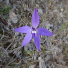 Glossodia major (Wax Lip Orchid) at Cook, ACT - 23 Sep 2016 by CathB