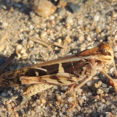 Gastrimargus musicus (Yellow-winged Locust or Grasshopper) at Tharwa, ACT - 16 Jan 2014 by michaelb