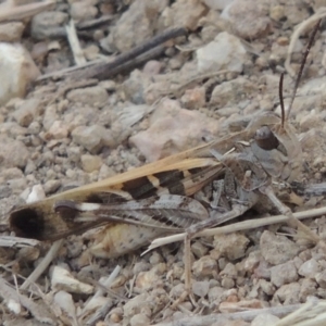 Oedaleus australis at Greenway, ACT - 2 Jan 2015 07:15 PM