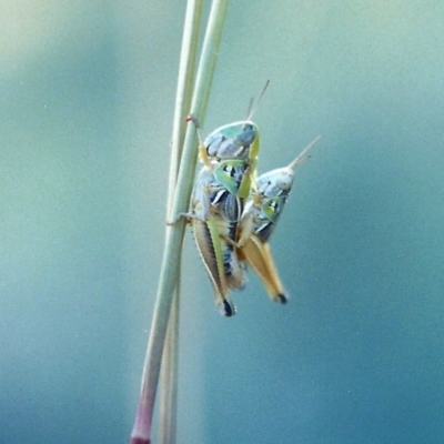 Praxibulus sp. (genus) (A grasshopper) at Theodore, ACT - 27 Dec 2005 by michaelb