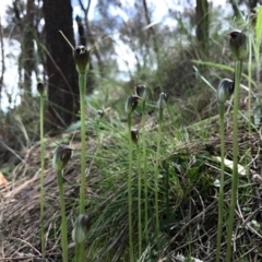 Pterostylis pedunculata (Maroonhood) at P11 - 24 Sep 2016 by AaronClausen