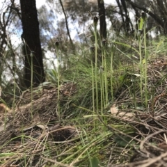 Pterostylis pedunculata at Hackett, ACT - suppressed