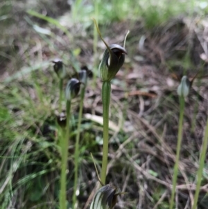 Pterostylis pedunculata at Hackett, ACT - suppressed