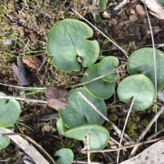 Corysanthes incurva (Slaty Helmet Orchid) at Canberra Central, ACT by AaronClausen