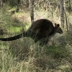 Wallabia bicolor (Swamp Wallaby) at Mount Majura - 24 Sep 2016 by AaronClausen