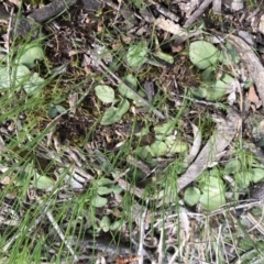 Diplodium sp. at Canberra Central, ACT - suppressed