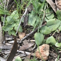 Diplodium sp. at Canberra Central, ACT - suppressed