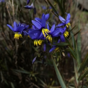 Stypandra glauca at Hackett, ACT - 24 Sep 2016