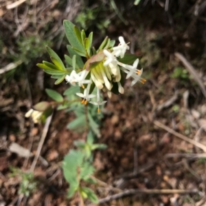 Pimelea linifolia at Canberra Central, ACT - 24 Sep 2016