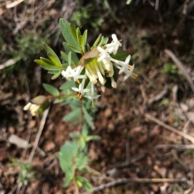 Pimelea linifolia (Slender Rice Flower) at Canberra Central, ACT - 24 Sep 2016 by AaronClausen