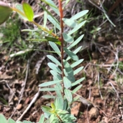 Pimelea linifolia at Canberra Central, ACT - 24 Sep 2016