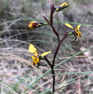 Diuris pardina at Hackett, ACT - 24 Sep 2016