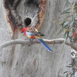 Platycercus elegans x eximius (hybrid) at Fadden, ACT - 7 Aug 2016 09:17 AM