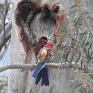 Platycercus elegans x eximius (hybrid) at Fadden, ACT - 7 Aug 2016 09:17 AM