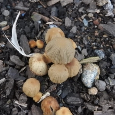 Coprinellus disseminatus (Coprinellus disseminatus) at Fadden, ACT - 7 Aug 2016 by RyuCallaway