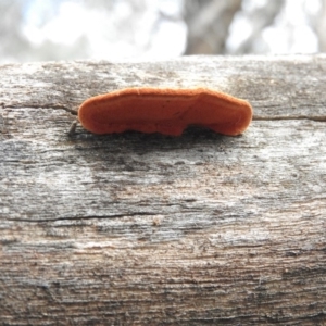 Trametes coccinea at Nicholls, ACT - 13 Aug 2016 09:31 AM