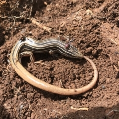 Ctenotus taeniolatus (Copper-tailed Skink) at Canberra Central, ACT - 24 Sep 2016 by AaronClausen