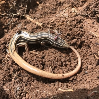 Ctenotus taeniolatus (Copper-tailed Skink) at Canberra Central, ACT - 24 Sep 2016 by AaronClausen