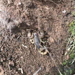 Urodacus manicatus (Black Rock Scorpion) at Mount Majura - 24 Sep 2016 by AaronClausen