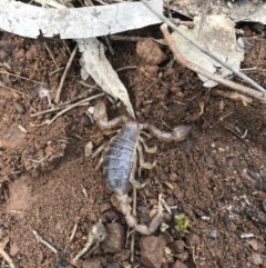 Urodacus manicatus (Black Rock Scorpion) at Mount Majura - 24 Sep 2016 by AaronClausen