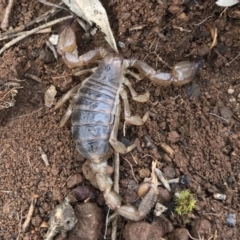 Urodacus manicatus at Canberra Central, ACT - 24 Sep 2016 12:29 PM