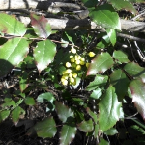 Berberis aquifolium at Majura, ACT - 24 Sep 2016 09:36 AM