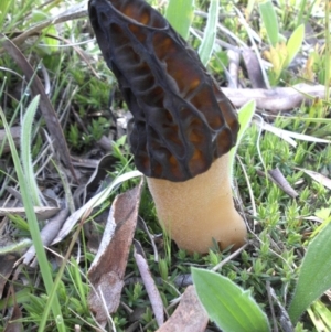 Morchella elata group at Campbell, ACT - 24 Sep 2016