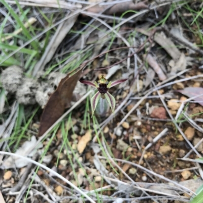 Caladenia actensis (Canberra Spider Orchid) at Hackett, ACT by AaronClausen