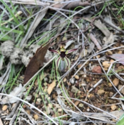 Caladenia actensis (Canberra Spider Orchid) at Hackett, ACT - 24 Sep 2016 by AaronClausen