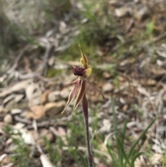 Caladenia actensis at suppressed - suppressed