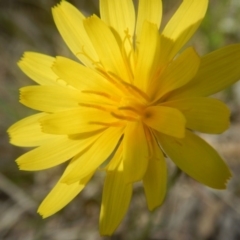 Microseris walteri (Yam Daisy, Murnong) at O'Connor, ACT - 24 Sep 2016 by MichaelMulvaney