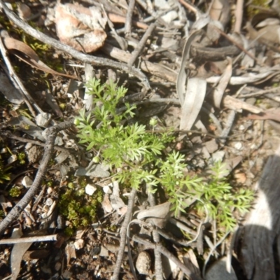 Cotula australis (Common Cotula, Carrot Weed) at O'Connor, ACT - 24 Sep 2016 by MichaelMulvaney