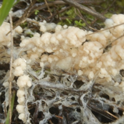 Myxomycete-plasmodium(class) (A slime mould) at O'Connor, ACT - 24 Sep 2016 by MichaelMulvaney