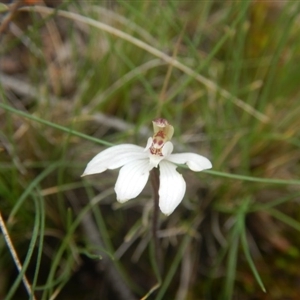 Caladenia fuscata at Point 610 - 24 Sep 2016