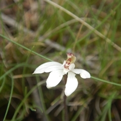 Caladenia fuscata at Point 610 - 24 Sep 2016