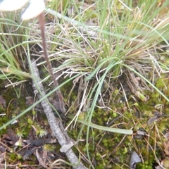 Caladenia fuscata at Point 610 - 24 Sep 2016