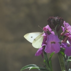 Pieris rapae at Fadden, ACT - 14 Aug 2016