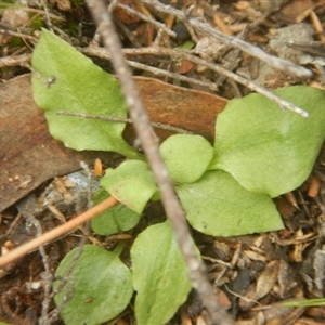 Speculantha rubescens at Undefined Area - suppressed