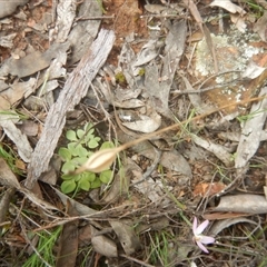 Speculantha rubescens at Undefined Area - suppressed